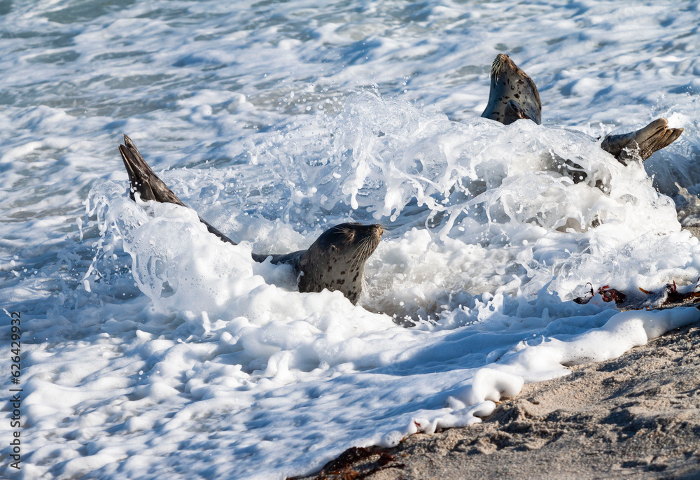 Obraz premium Morning sun bathing Seals