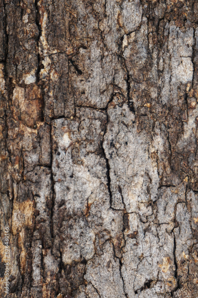 texture, wood, nature, pattern, material, wall texture, wood, nature, pattern, material, wall