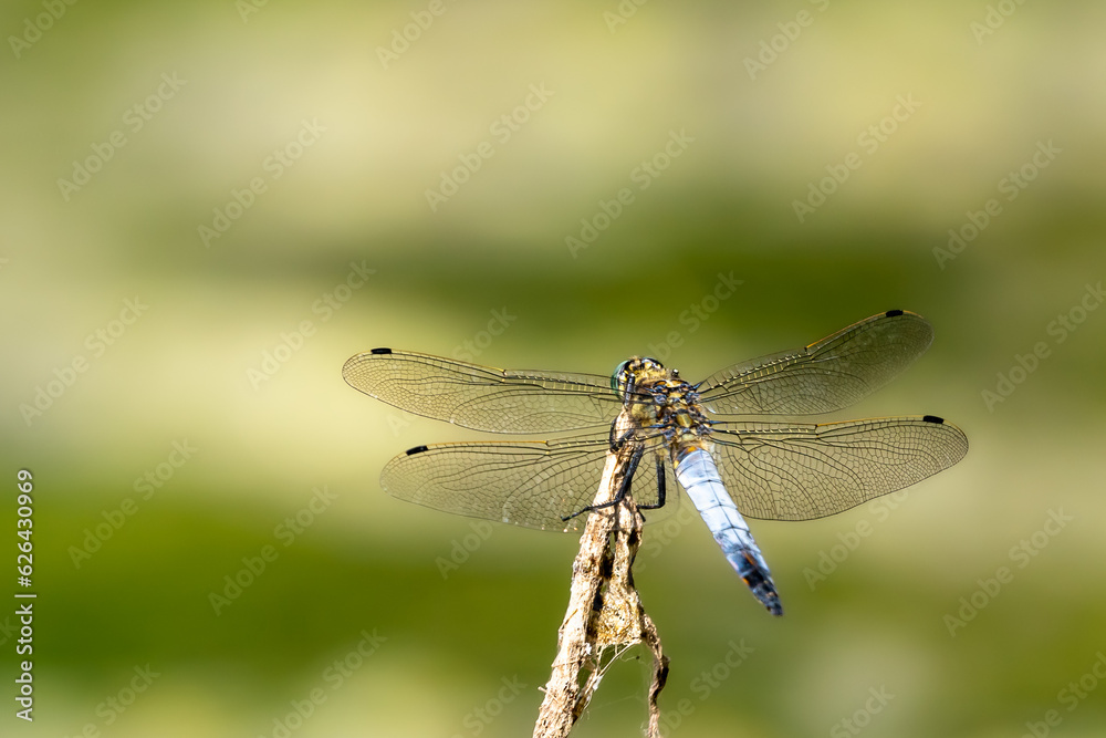 to show th beauty of dragonflys to show th beauty of dragonflys