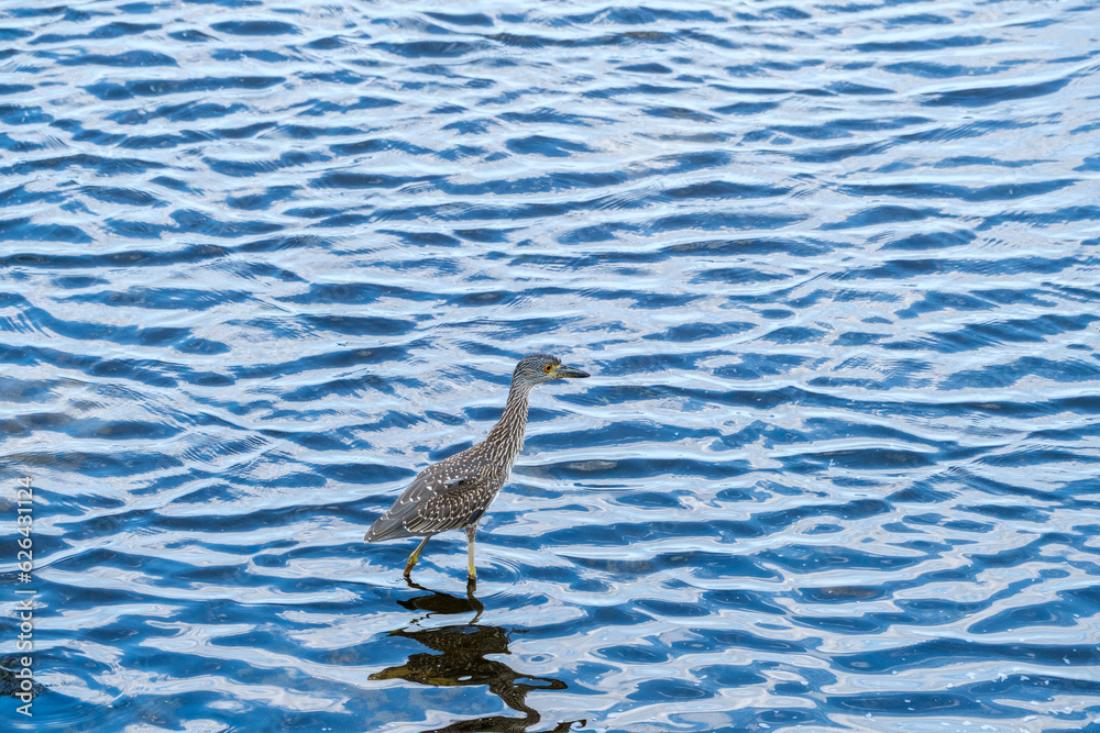 Juvenile Yellow-crowned Night-heron in the Shallows of Lake Pontchartrain Juvenile Yellow-crowned Night-heron in the Shallows of Lake Pontchartrain