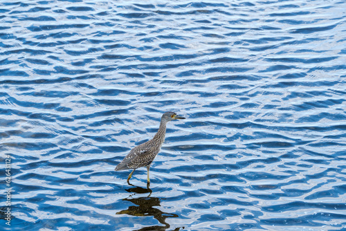 Juvenile Yellow-crowned Night-heron in the Shallows of Lake Pontchartrain photo