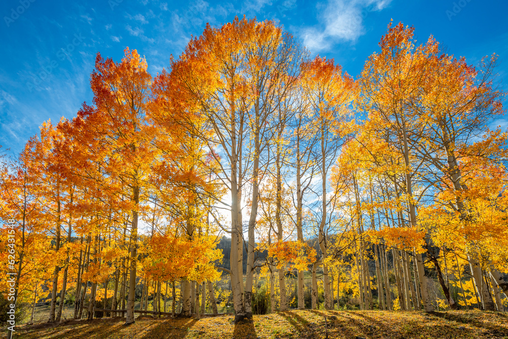 A beautiful stand of Orange aspen trees backlit against  a Colorado blue sky.