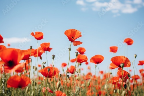 A field of red poppies under a clear sky. 
