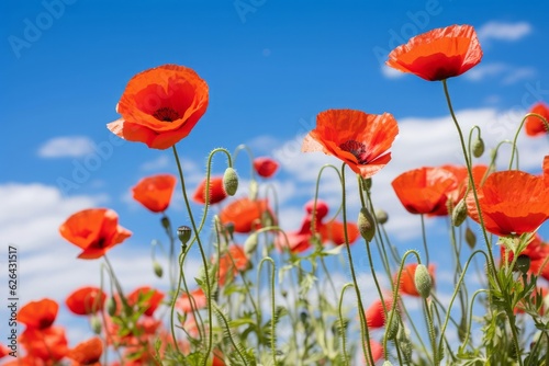 A field of red poppies under a clear sky. © Kishore Newton