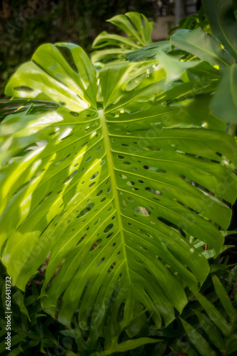 Abstract Closeup of a Curving Tropical Green Leaf.