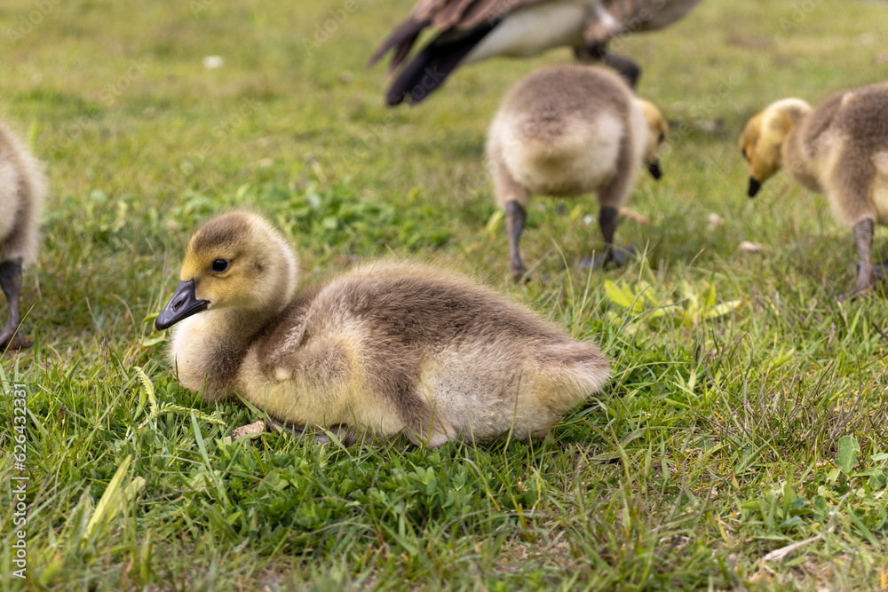 Baby geese flock - geese eating - cute canadian geese - tiny cute baby geese. Taken in Toronto, Canada. Baby geese flock - geese eating - cute canadian geese - tiny cute baby geese. Taken in Toronto, Canada.