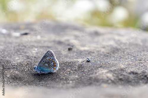 Melissa blue butterfly resting on rock - patterned wings - blurred background. Taken in Toronto, Canada.