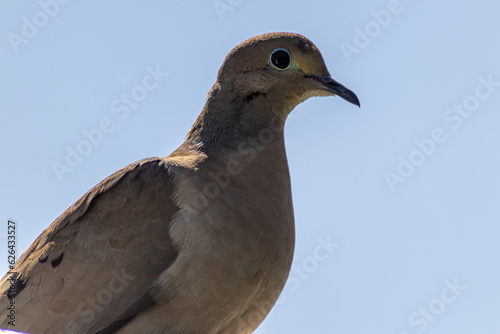 Mourning dove close-up portrait - blue sky. Taken in Toronto, Canada.
