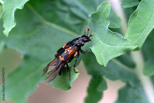 Burying beetle with mites on a leaf preparing to fly. photo