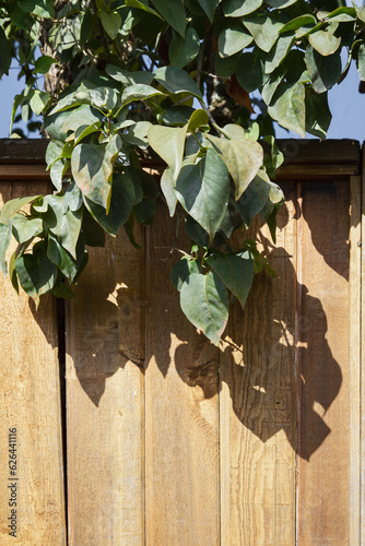 Leafy tree branch hangs over a brown wooden fence; dark green leaves make strong shadow along fence