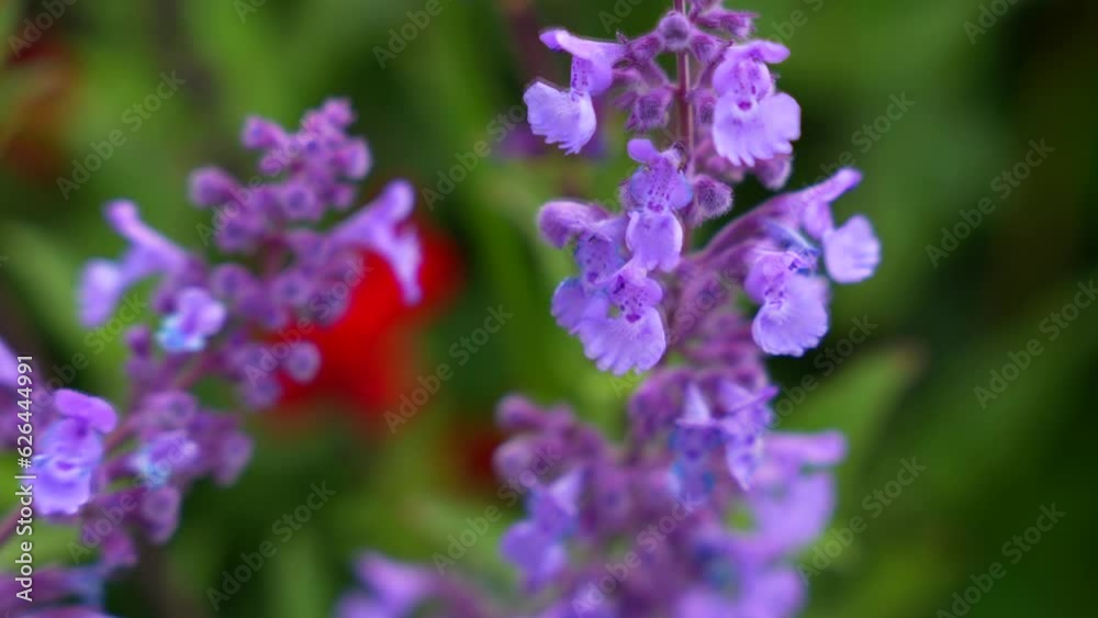 Close up to pretty purple catmint flowers while bee collects pollen and flies away Close up to pretty purple catmint flowers while bee collects pollen and flies away
