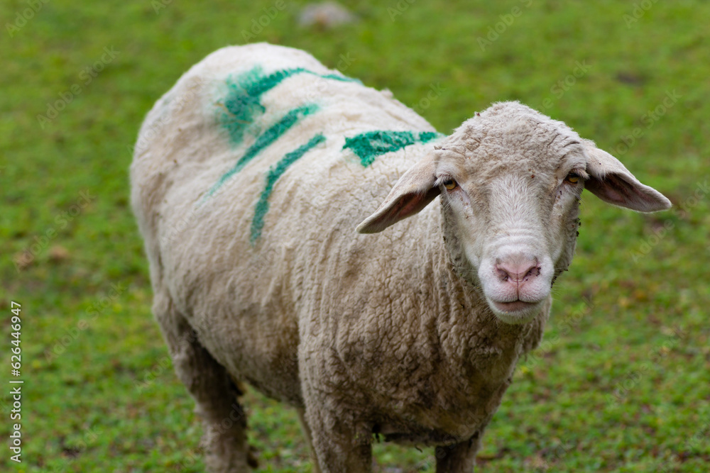Fototapeta premium Sheep in Kashmir Mountains, India