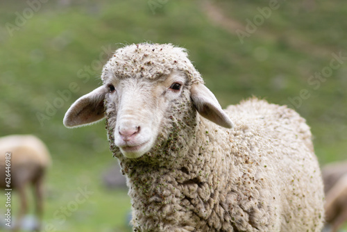 Sheep in Kashmir Mountains, India