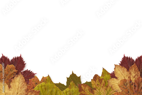 Digital png illustration of autumn leaves on transparent background