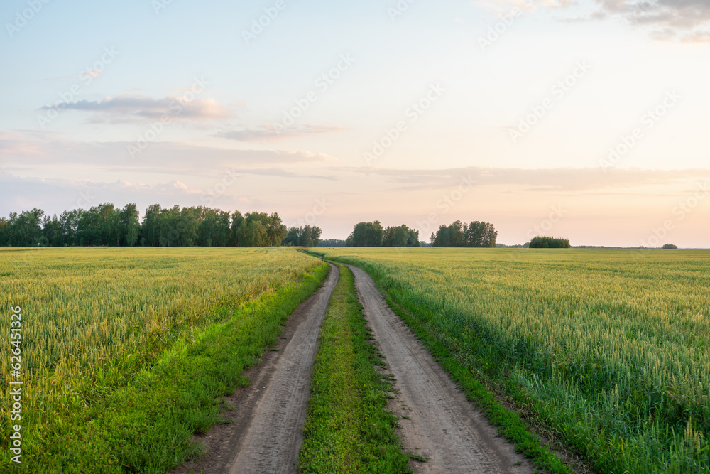 Country road through fields with green wheat spikelets in lights of evening sky. Country landscape. Agriculture industry. Country road through fields with green wheat spikelets in lights of evening sky. Country landscape. Agriculture industry.