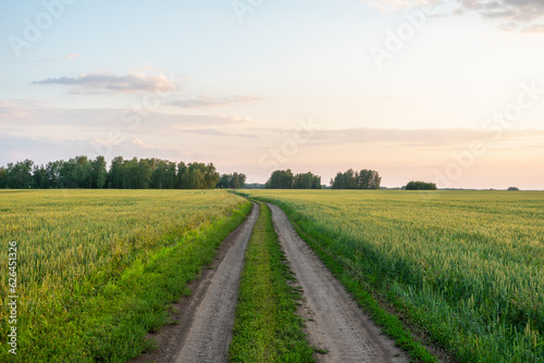 Country road through fields with green wheat spikelets in lights of evening sky. Country landscape. Agriculture industry.