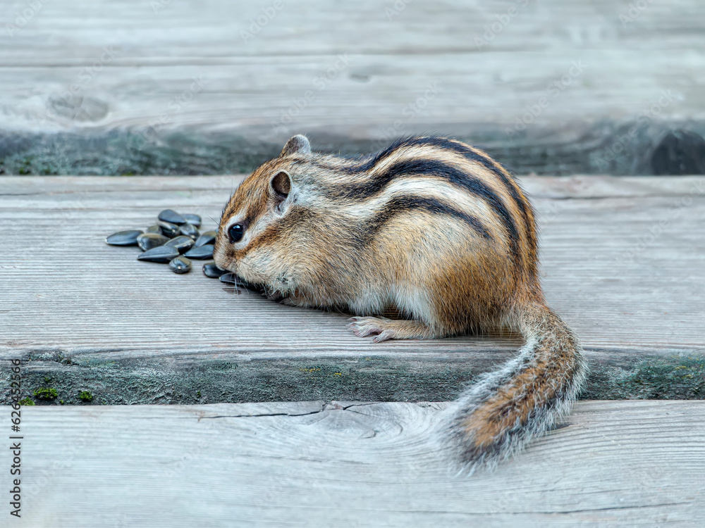 Fototapeta premium Chipmunk on a wooden deck. Close-up portrait of rodent