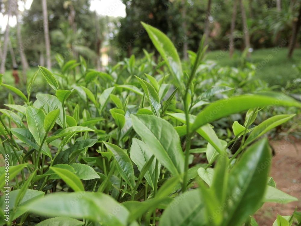 Close up fresh tea leaves Close up fresh tea leaves