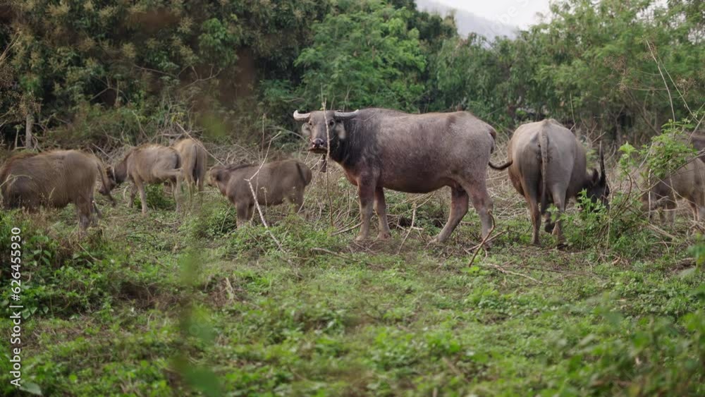 A herd of bubalus bubalis eating grass A herd of bubalus bubalis eating grass