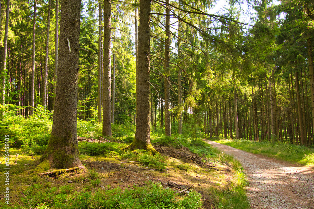 Obraz premium Mystischer Schwarzwald