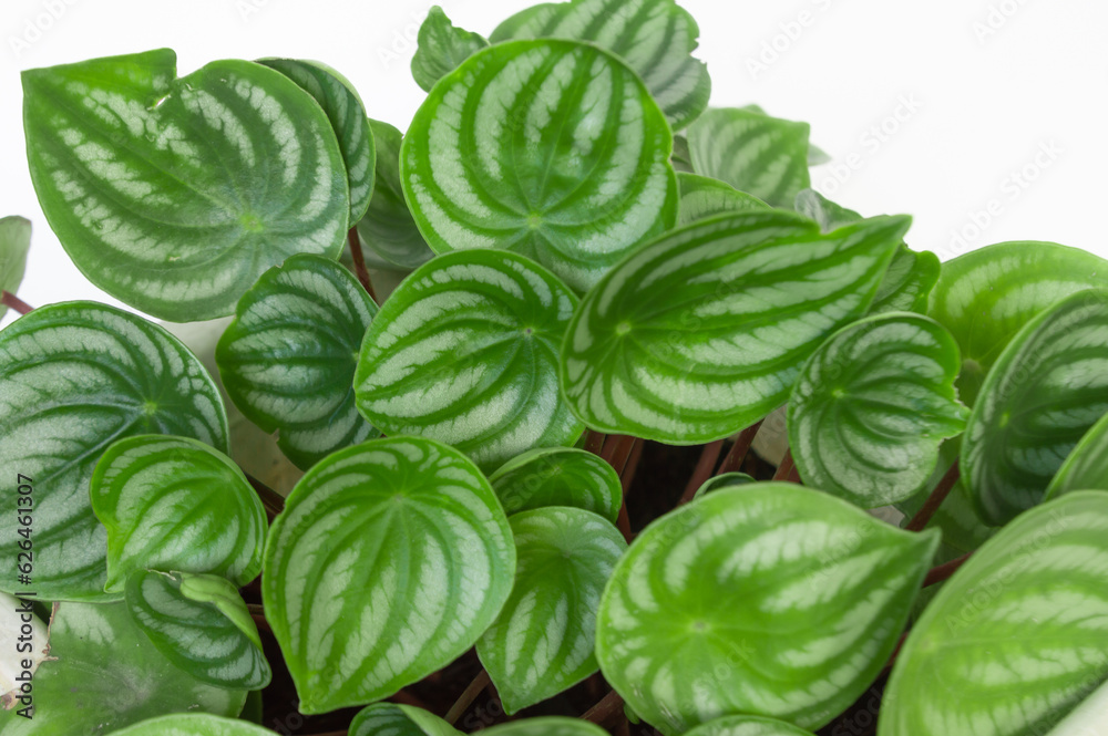 Peperomia Watermelon (Peperomia argyreia) in the white pot under sunlight, originated from South American rainforest Peperomia Watermelon (Peperomia argyreia) in the white pot under sunlight, originated from South American rainforest
