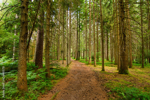 Mystischer Schwarzwald