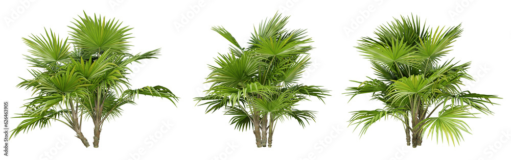 Chuniophoenix hainanensis palm tree on transparent background, png plant, 3d render illustration.