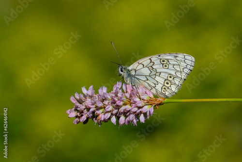 white big butterfly, Esper’s Marbled White, Melanargia russiae © kenan