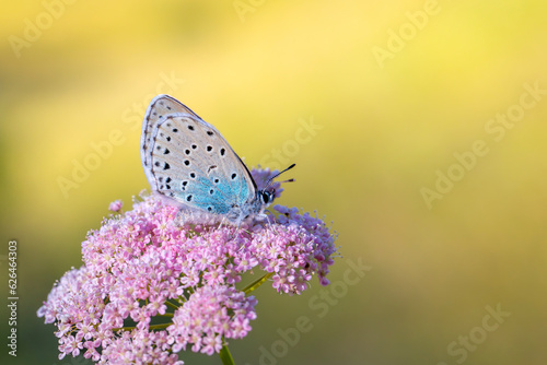 Obraz na płótnie blue butterfly on pink flower, Large Blue, Phengaris arion w salonie
