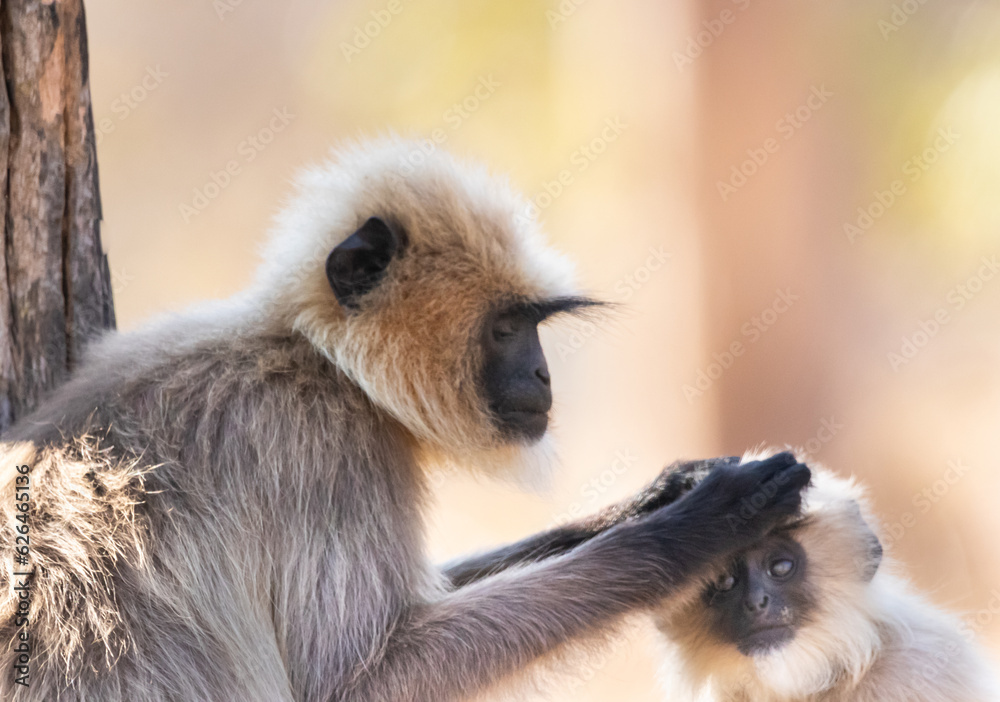 Fototapeta premium Gray langur monkeys in Kabini wildlife sanctuary