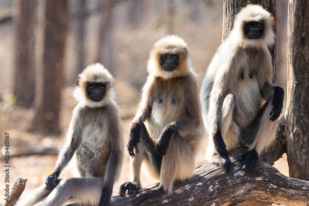 Gray langur monkeys in Kabini wildlife sanctuary