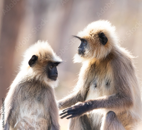 Gray langur monkeys in Kabini wildlife sanctuary