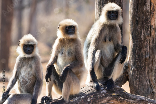 Gray langur monkeys in Kabini wildlife sanctuary © Manjunatha