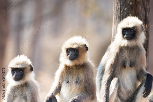 Canvas Print Gray langur monkeys in Kabini wildlife sanctuary