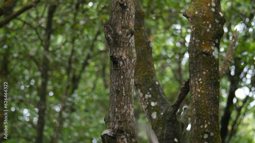Female proboscis monkey in the wild, sitting on tree, moving at mangrove forest and looking around at Tarakan, Indonesia. Proboscis monkey foraging at mangrove forest. Wild nature stock footage. Female proboscis monkey in the wild, sitting on tree, moving at mangrove forest and looking around at Tarakan, Indonesia. Proboscis monkey foraging at mangrove forest. Wild nature stock footage.