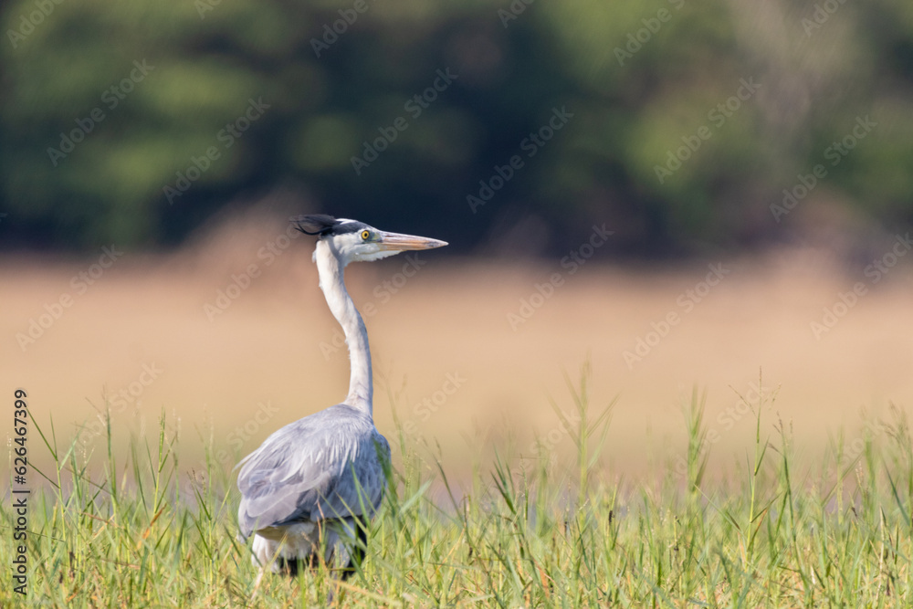 Fototapeta premium Grey heron