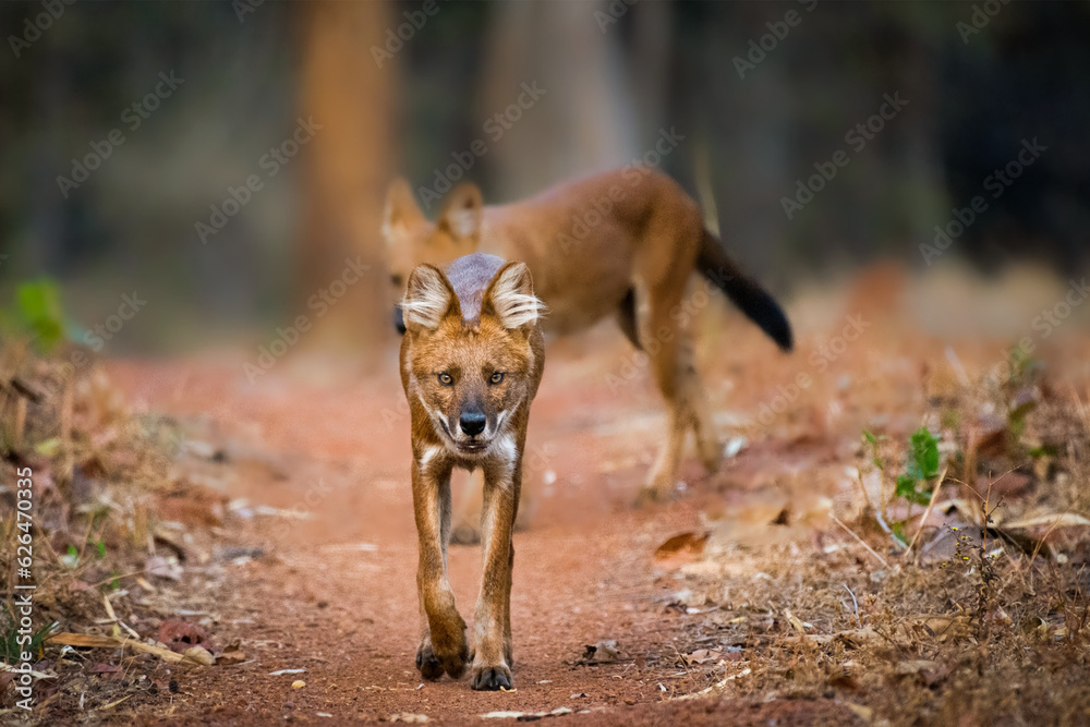  In the dusky twilight, we find ourselves face to face with a ferocious wild dog, a vision of untamed wilderness and primal power.