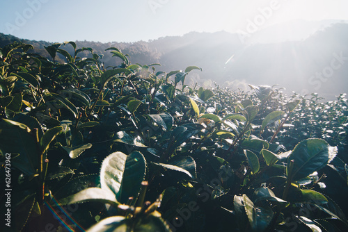 Green tea plantation field on mountain hiull morning sunrise with fog photo