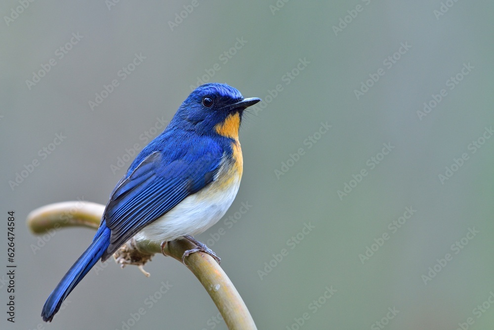 Obraz premium Tickell's Blue Flycatcher