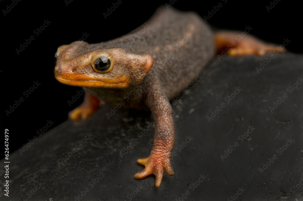 Himalayan newt (Tylototriton verrucosus) Himalayan newt (Tylototriton verrucosus)