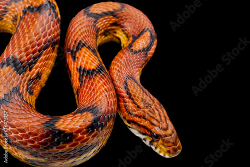 Фотография Corn snake (Pantherophis guttatus)
