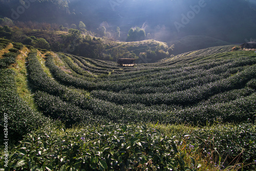 Green tea plantation field on mountain hiull morning sunrise with fog photo