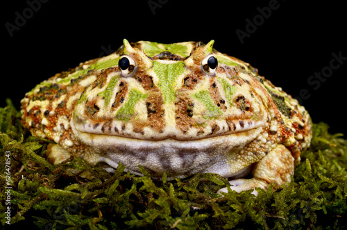Cranwell's horned frog (Ceratophrys cranwelli) photo