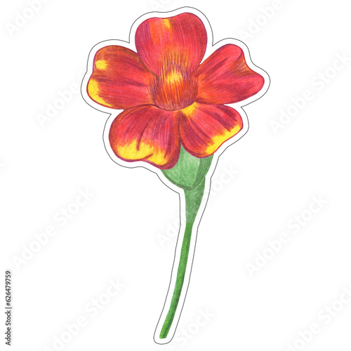 Red Marigold Sticker Isolated on White Background. Marigold Flower Element Drawn by Colored Pencil.