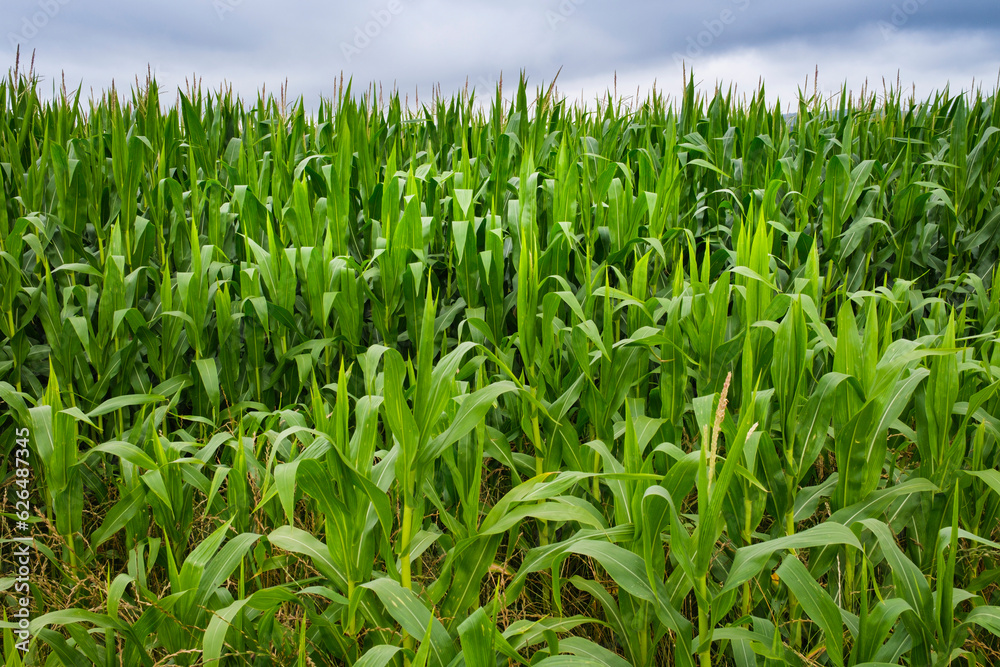 Close-up of a corn plantation with very overgrown plants and intense green color. Close-up of a corn plantation with very overgrown plants and intense green color.