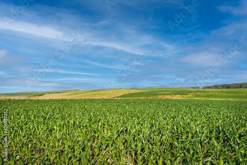 Close-up of a corn field with a horizon in the background and blue sky with light clouds.
