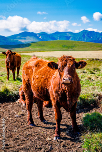 brown cow in Auvergne region in France © M.studio