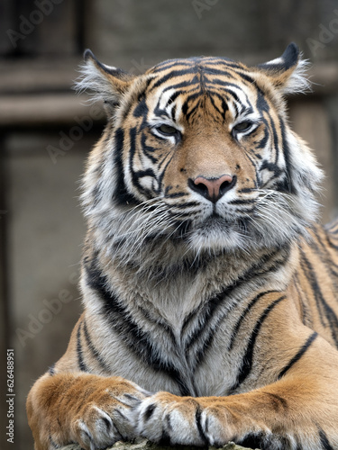 An adult female Sumatran Tiger, Panthera tigris sumatrae, lies on a trunk and observes the surroundings.
