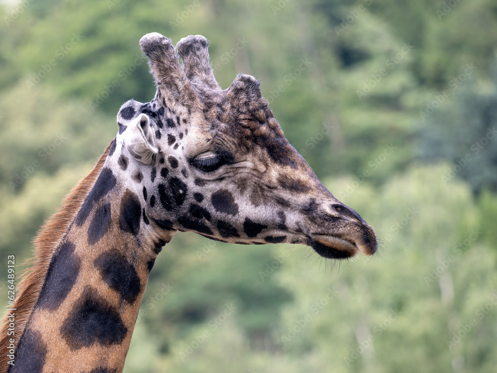 Portrait of an adult male Baringo Giraffe, Giraffa camelopardalis Rothschildi Portrait of an adult male Baringo Giraffe, Giraffa camelopardalis Rothschildi