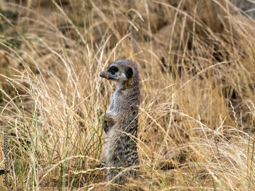 Meerkat, Suricata suricatta, peeks out of tall dry grass © vladislav333222